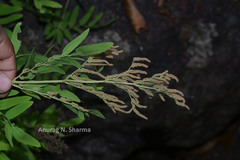 Osmunda hilsenbergii